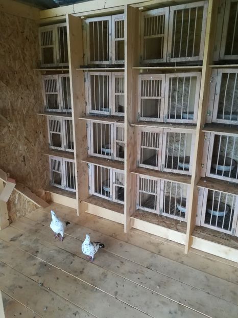  - Voliera noua pentru porumbei