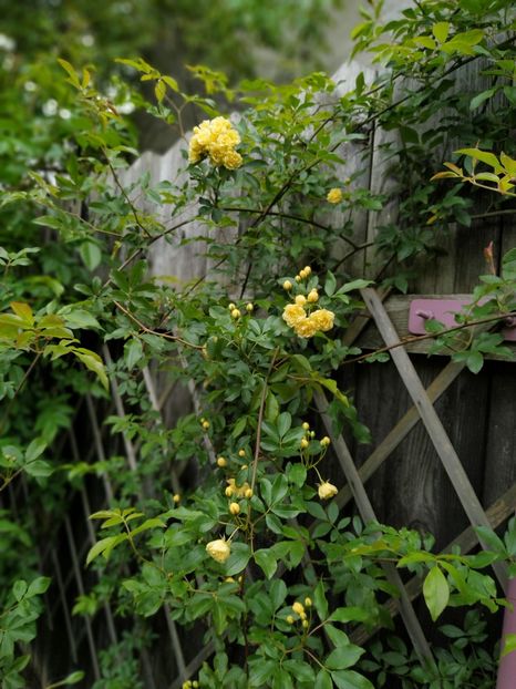  - Lady Banksiae Lutea