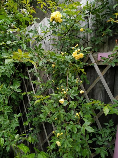  - Lady Banksiae Lutea