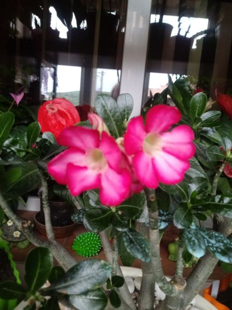  - Adenium Obesum-Desert Rose