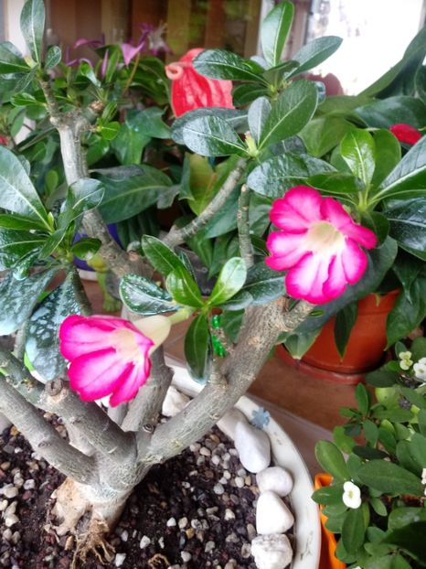  - Adenium Obesum-Desert Rose