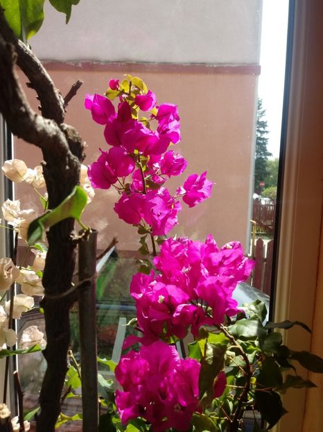  - Bougainvillea