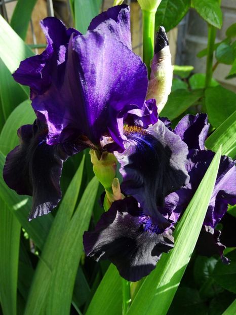 Black Night - IRISI GERMANICA