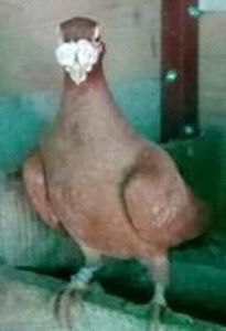 Salonta - Bihor - CARUNCULATII  AUTOHTONI