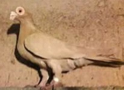 Piloca Ioan - Oradea - CARUNCULATII  AUTOHTONI