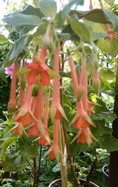  - Comanda muscate si fuchsii Olanda 2017