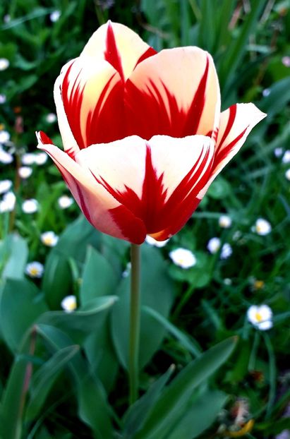  - AAAA_LALELE 2019_2020_2022_2023