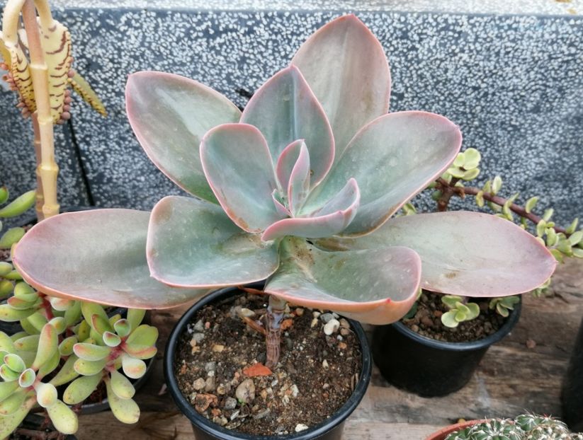 echeveria - Echeveria