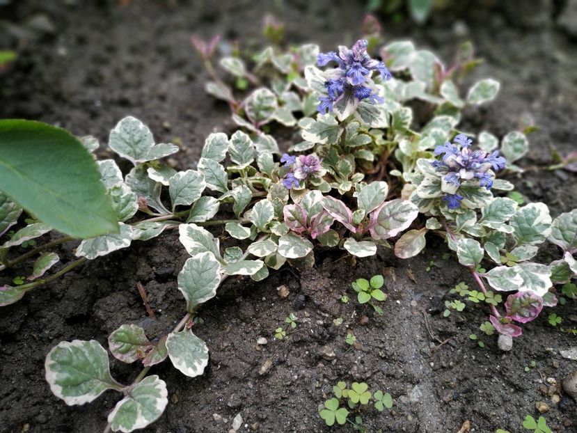  - MAI 2019- MAI 2020