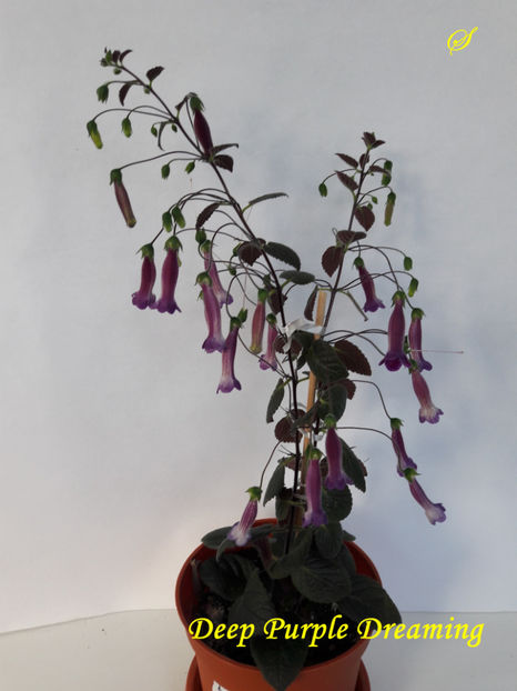 Deep Purple Dreaming(2-05-2019) - Sinningii 2019