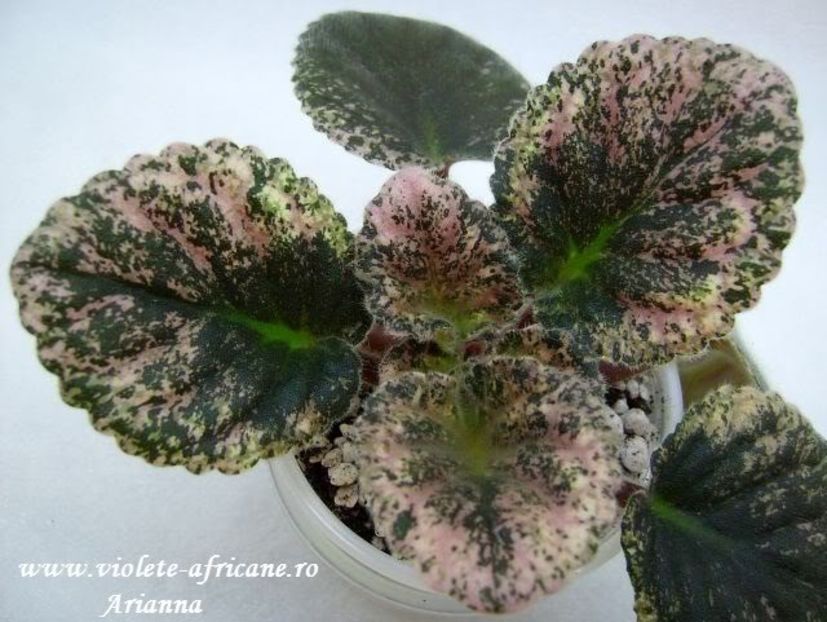 Bourane - Violete Africane - Frunze variegate