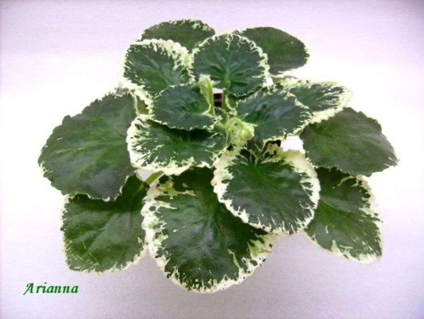 Cool Mint - Violete Africane - Frunze variegate