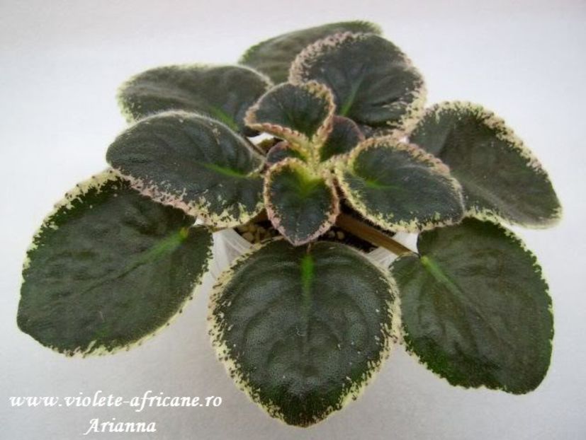 Debons Christmas Morning - Violete Africane - Frunze variegate