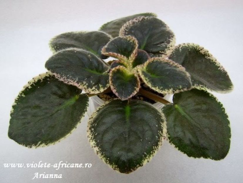 Debons Christmas Morning - Violete Africane - Frunze variegate