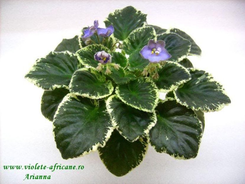 Frosty Frolic - Violete Africane - Frunze variegate