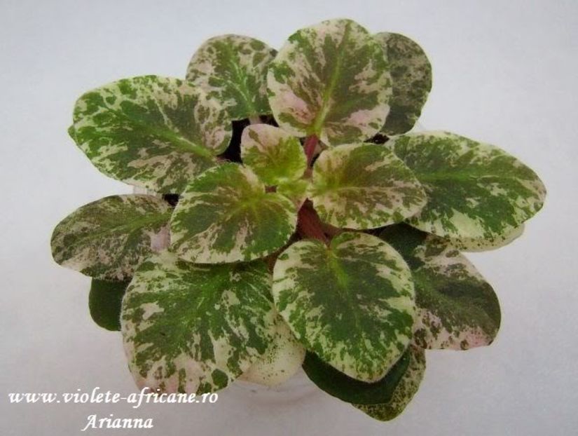 Funambule - Violete Africane - Frunze variegate