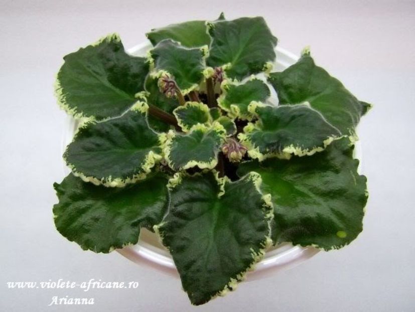 Mas Corsage - Violete Africane - Frunze variegate