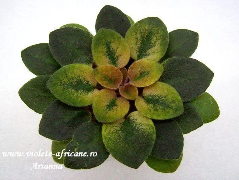Robs Love Bite - Violete Africane - Frunze variegate