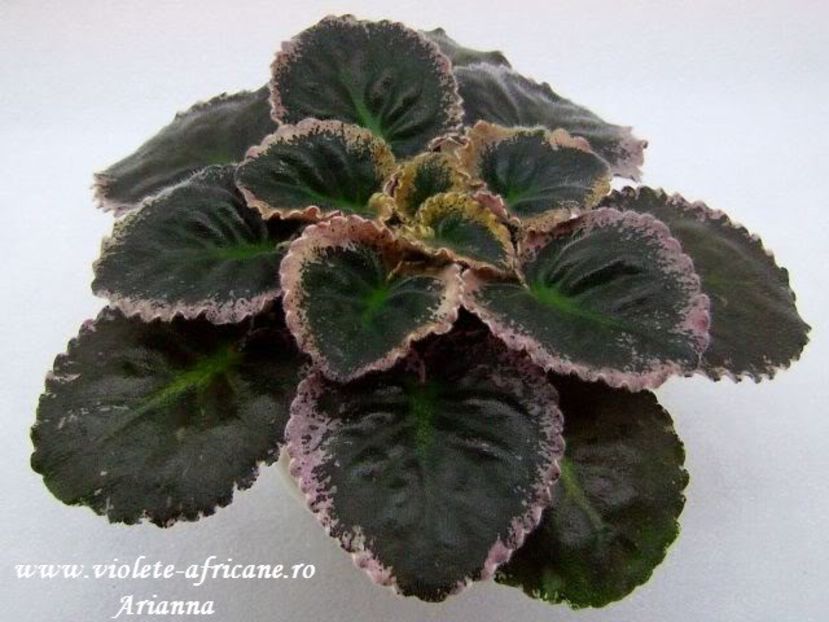 Royal Rage - Violete Africane - Frunze variegate