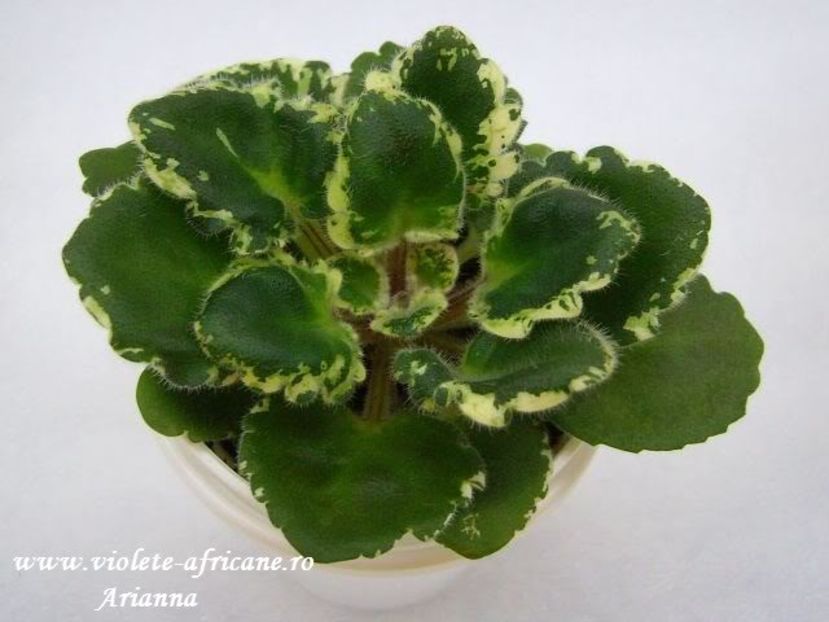Sky Jems - Violete Africane - Frunze variegate