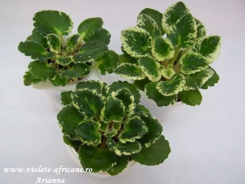 Sky Jems - Violete Africane - Frunze variegate