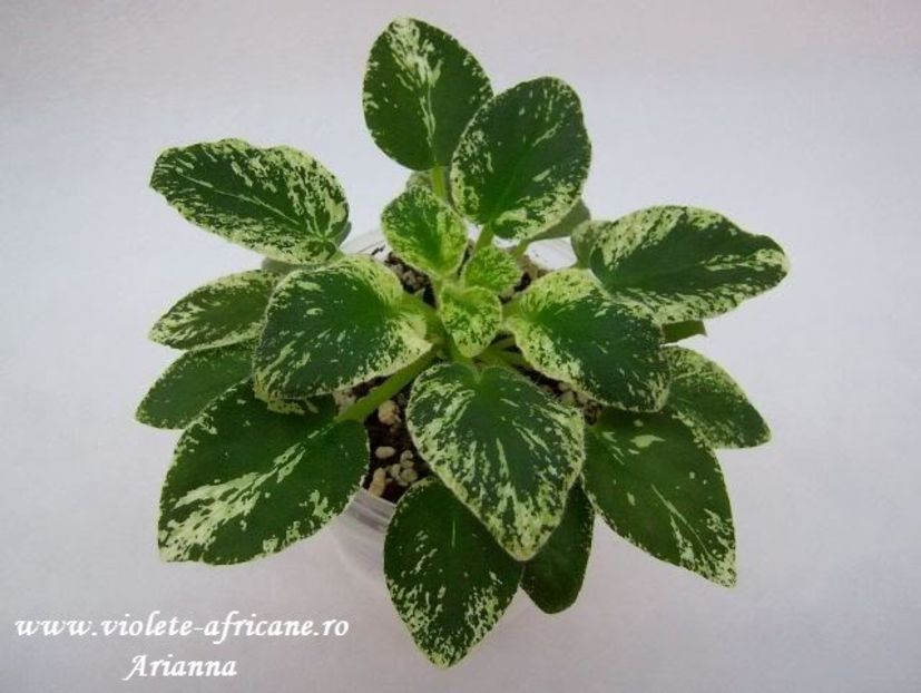 Alans Fallen Angel - Violete Africane - Frunze variegate