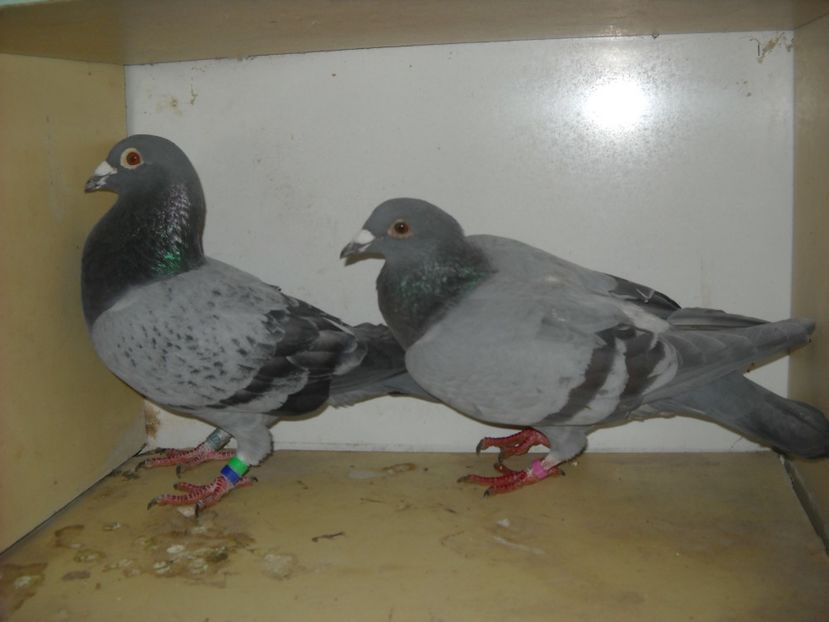  - UNDEVA IN SUCEAVA arhiva