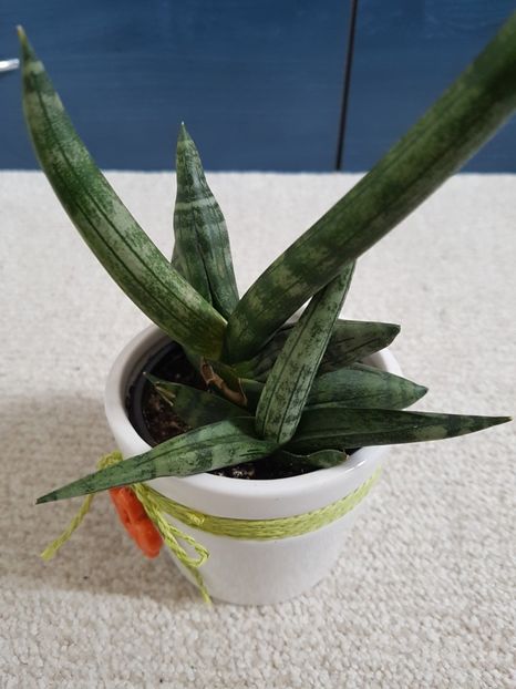 Sansevieria boncelensis - Sansevieria