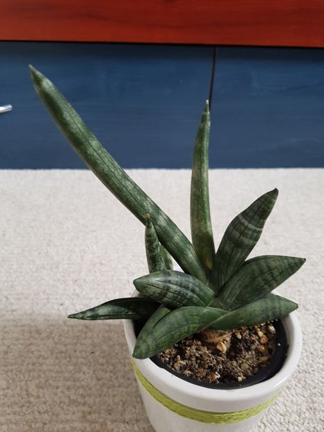  - Sansevieria