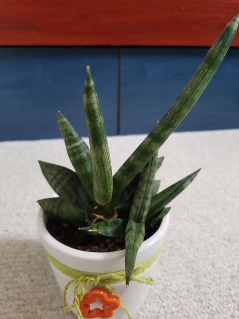  - Sansevieria