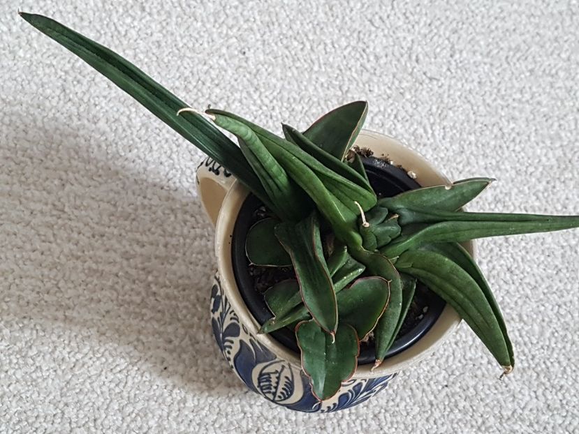  - Sansevieria