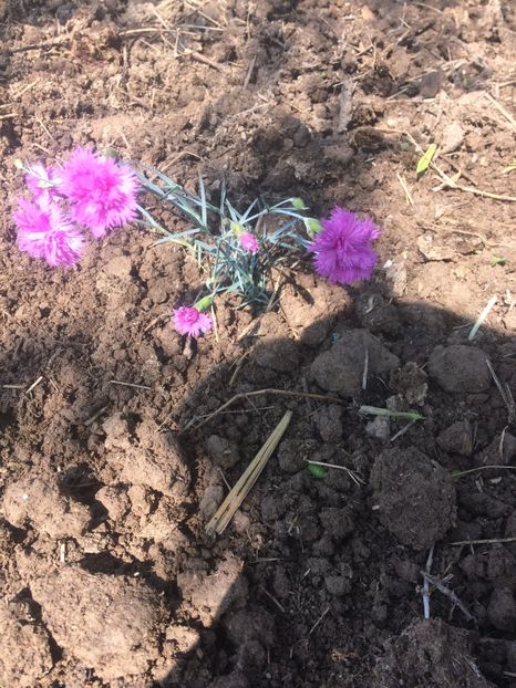 image - Primăvara 2019