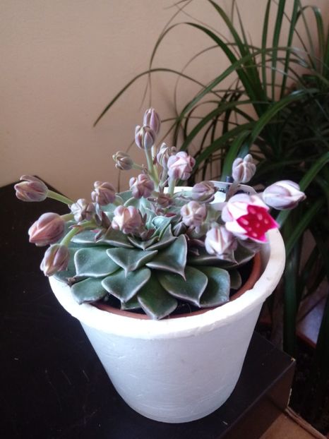  - Echeveria si alte suculente asemanatoare