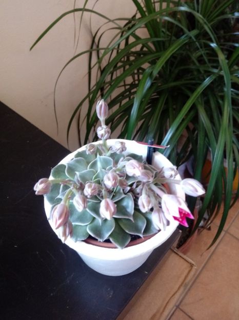  - Echeveria si alte suculente asemanatoare