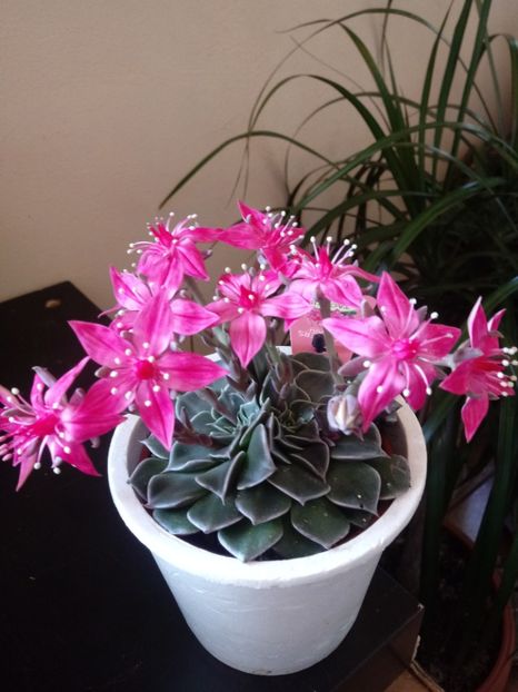  - Echeveria si alte suculente asemanatoare