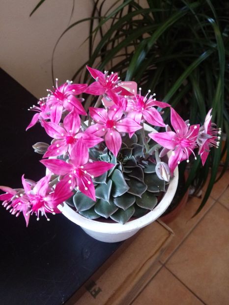  - Echeveria si alte suculente asemanatoare