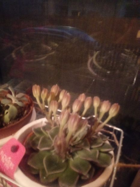  - Echeveria si alte suculente asemanatoare
