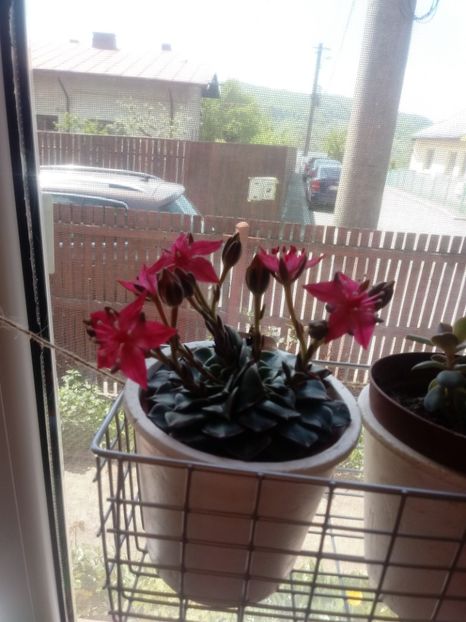  - Echeveria si alte suculente asemanatoare