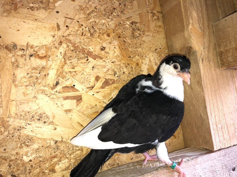 6884  mascul  2019_2 - tineret 2019