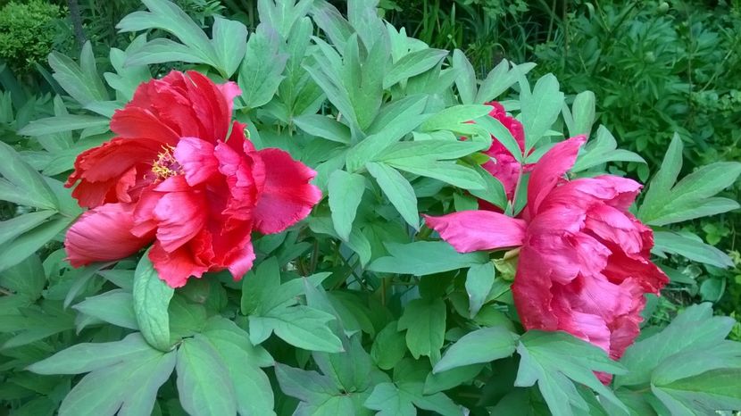 Dao Jin fara dungi, dar mie imi place asa - Bujori