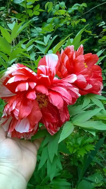 Dao Jin cu dungi - Bujori