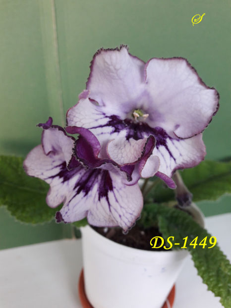 DS-1449(2-05-2019) - Streptocarpusi 2019