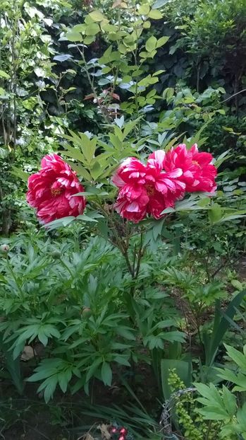 Dao Jin - Gradina 2019