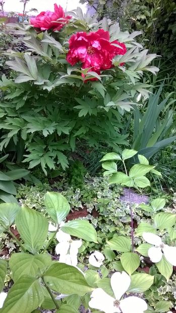 Cornus florida Cloud Nine - Gradina 2019