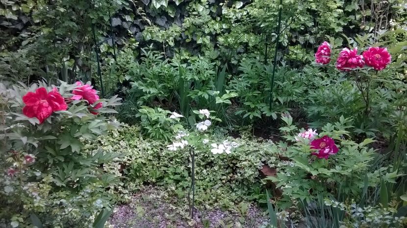 Cornus florida Cloud Nine - Gradina 2019