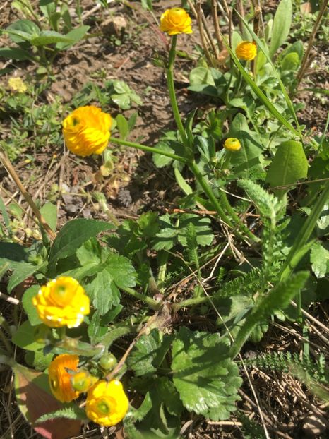 ACE33E66-6CDA-4EB5-ADA9-6601F4588B36 - Flori la balta 2019