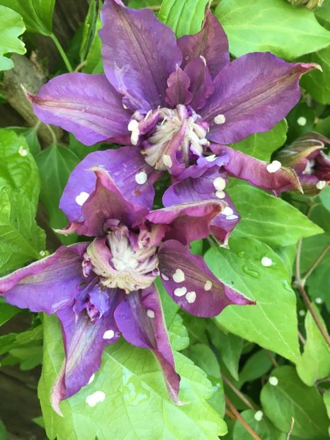 Vyvyan Pannell - Clematite 2019