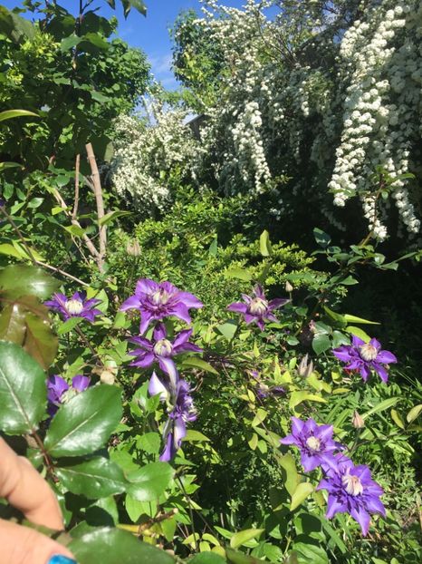 Multi Blue - Clematite 2019