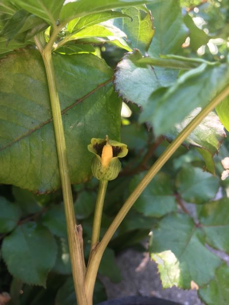 00BDC91F-1AC8-47A6-8FBC-821A32D37FA4 - Crini 2019