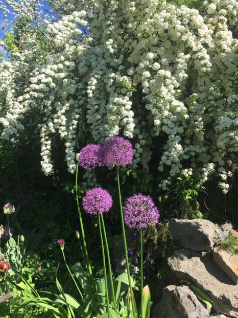 4FC8BFE7-D8D0-47B4-9E2B-284A15305ADE - Mai 2019